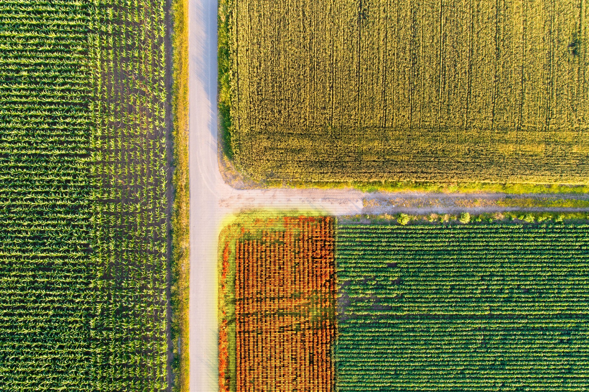 Agricultural fields scanned by thermal camera on drone